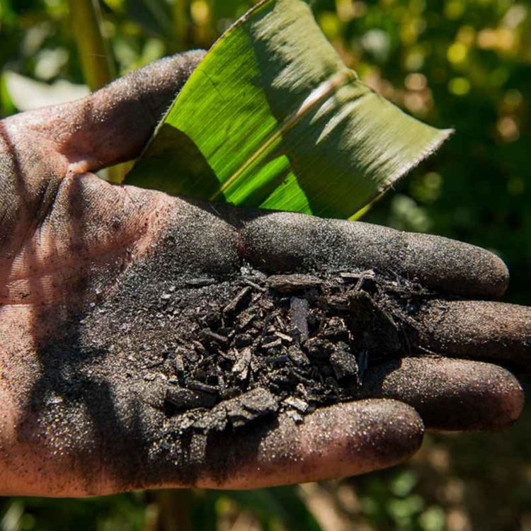 cover art for Biochar & why green tech adoption can be such a mess, interview with Mike McGolden