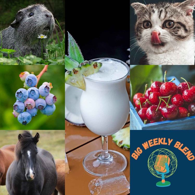 cover art for Big Weekly Blend - Kittens, Horses & Guinea Pigs to Blueberries, Cherries & Piña Coladas
