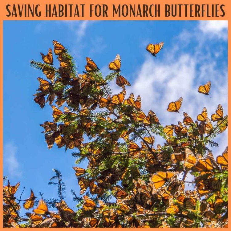 cover art for Saving Habitat for Monarch Butterflies