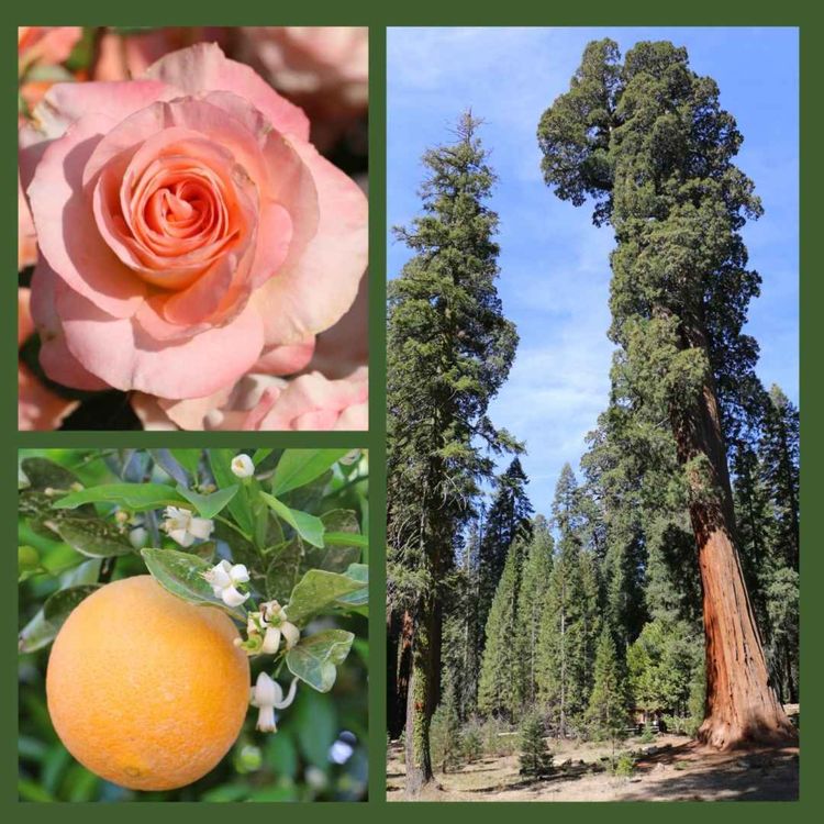 cover art for Celebrate Early Spring in California's Sequoia Country