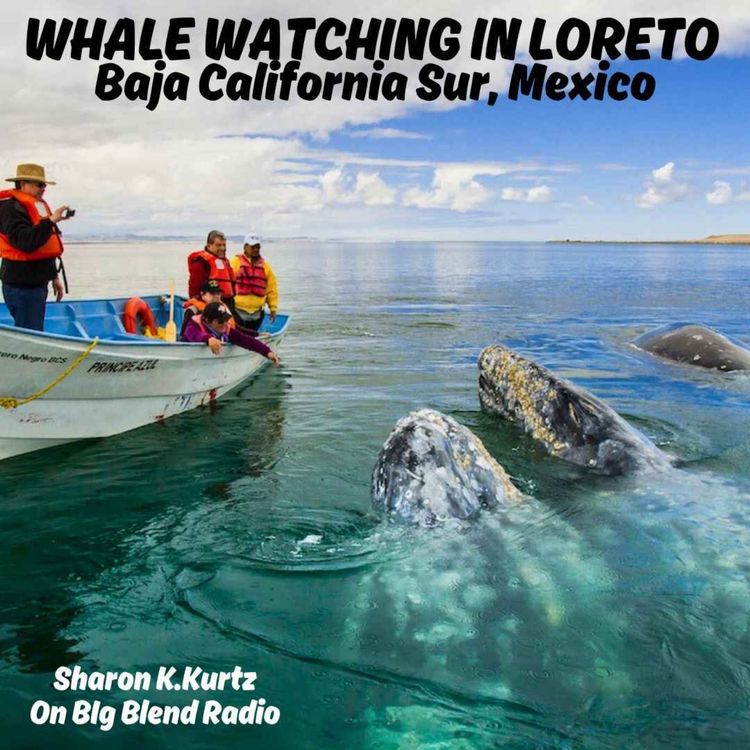 cover art for Whale Watching in Loreto, Baja California Sur, Mexico