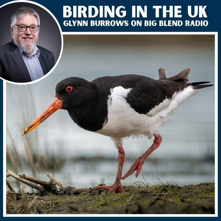 cover art for Birding in the UK: Top Spots for Birdwatching