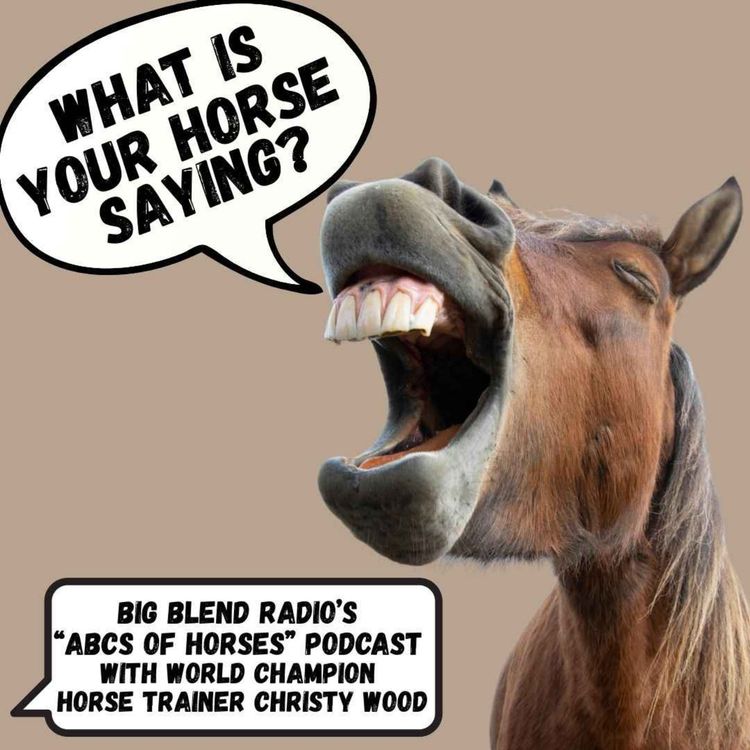 cover art for What is Your Horse Saying?