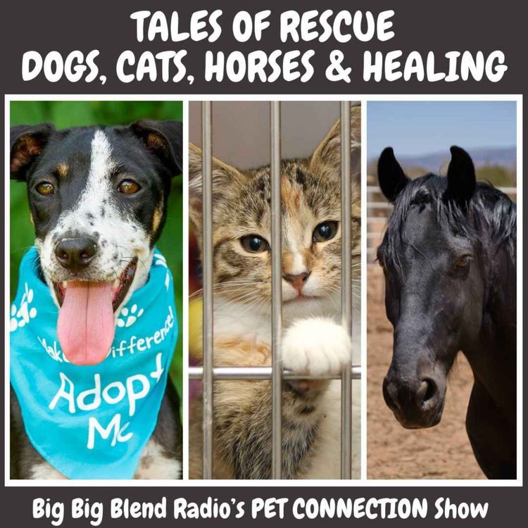 cover art for Tales of Rescue: Dogs, Cats, Horses and Healing