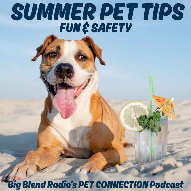 cover art for Summer Pet Tips for Fun and Safety