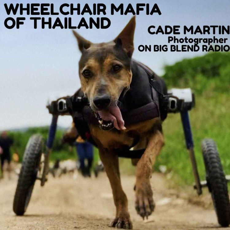 cover art for Wheelchair Mafia: Travel, Photography & Rescuing Disabled Dogs
