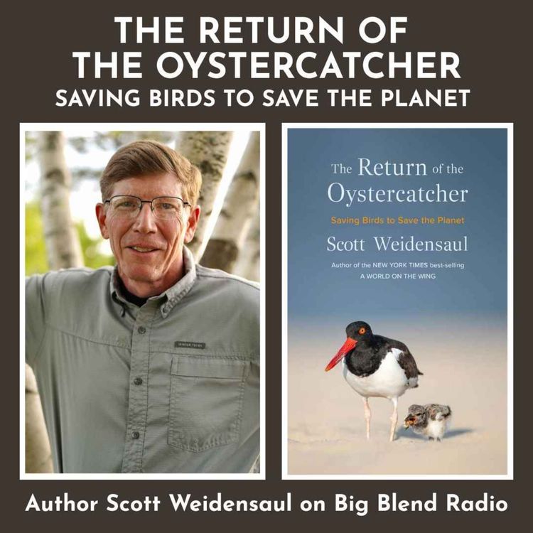 cover art for Author Scott Weidensaul: The Return of the Oystercatcher - Saving Birds to Save The Planet