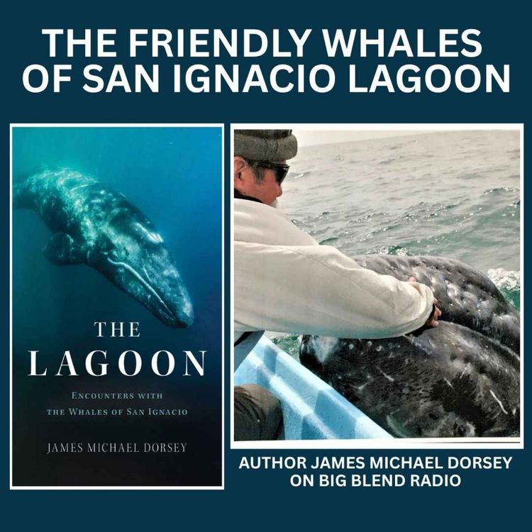cover art for Friendly Gray Whales of San Ignacio Lagoon