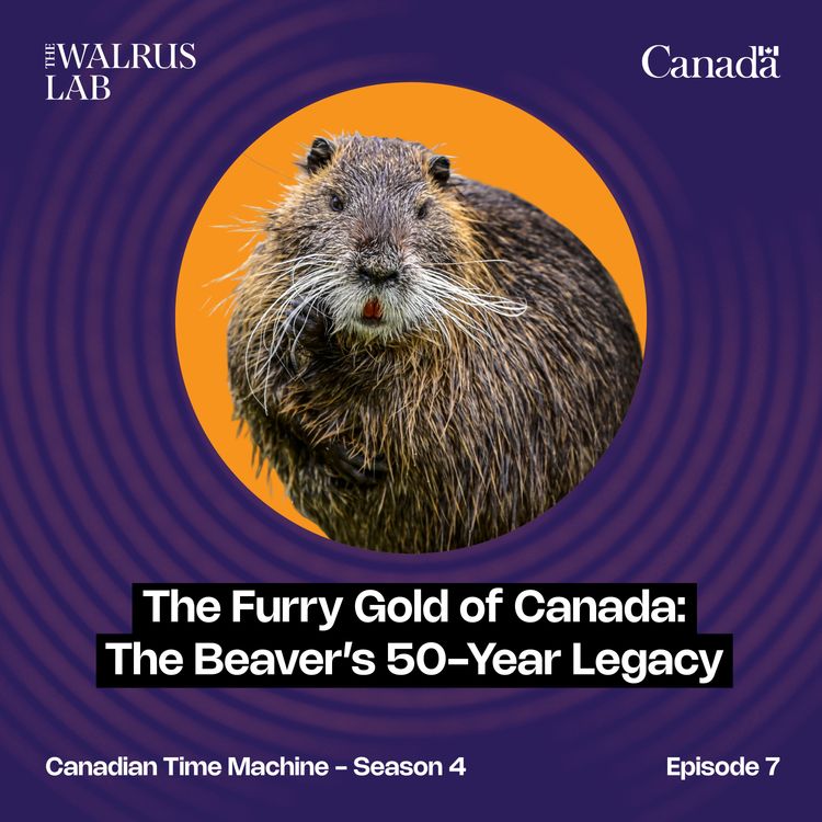 cover art for The Furry Gold of Canada: The Beaver’s 50-Year Legacy