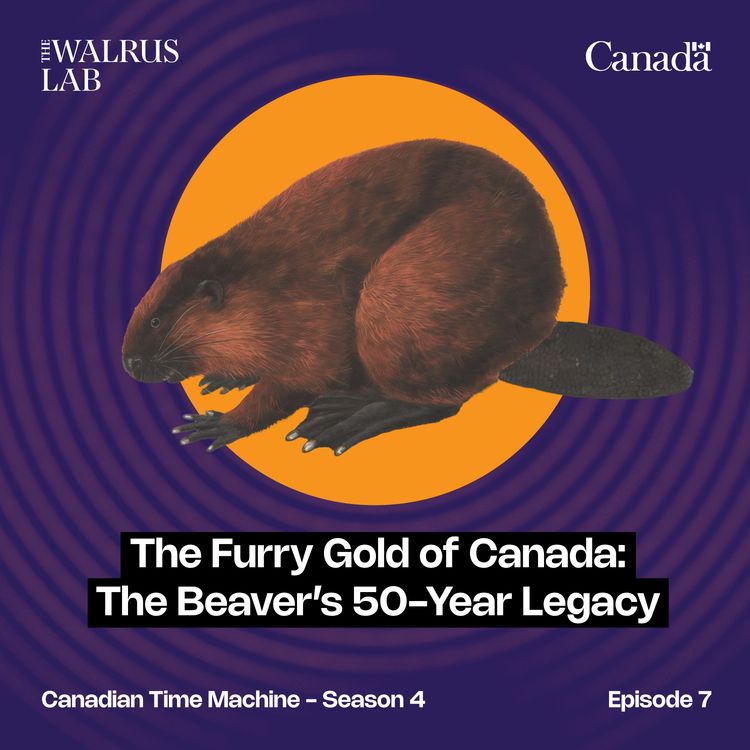 cover art for The Furry Gold of Canada: The Beaver’s 50-Year Legacy
