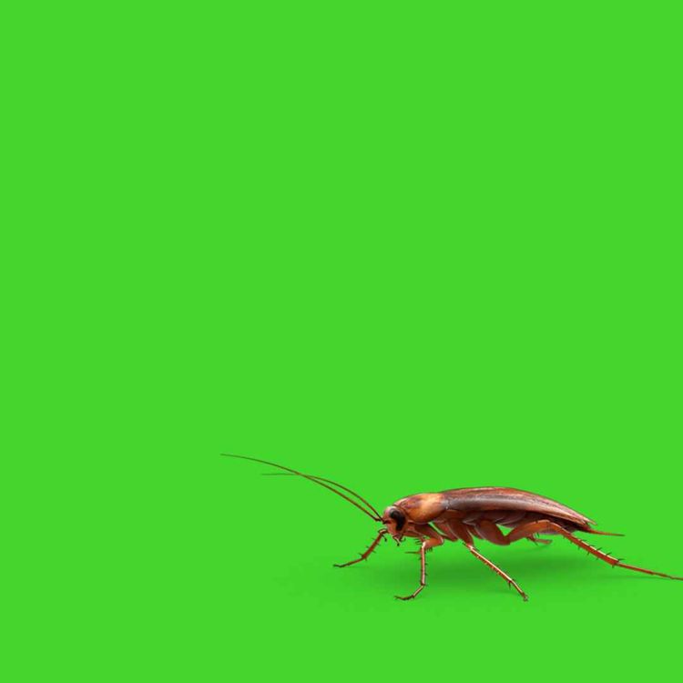 cover art for ¿Las cucarachas son indestructibles?