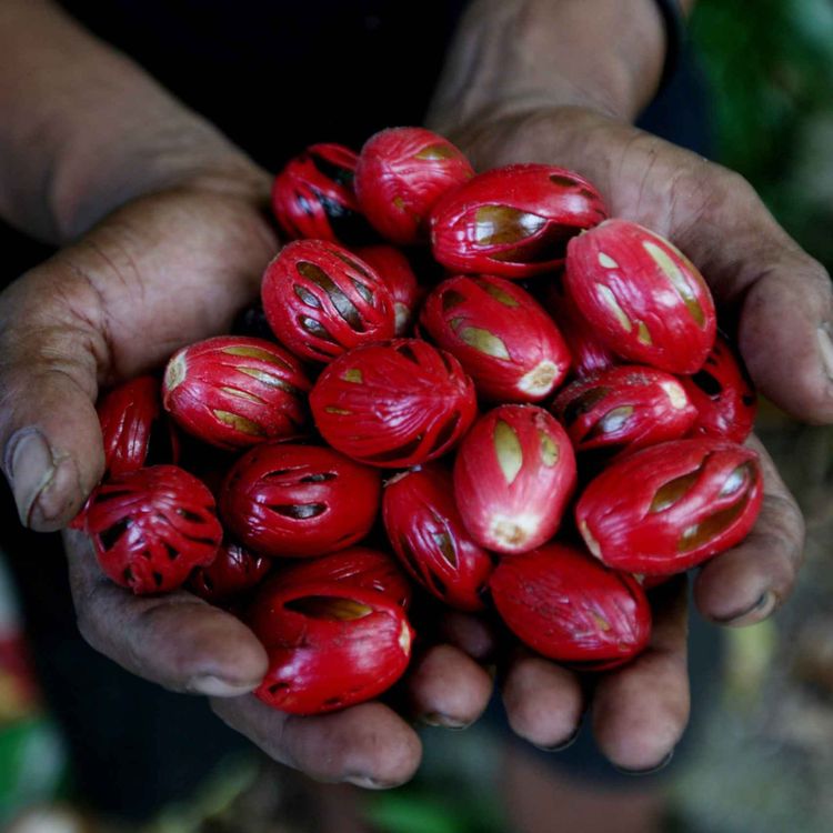 cover art for Tập 346 | Biến đổi khí hậu có nguồn gốc sâu xa hơn ta tưởng