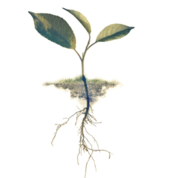 cover art for Whole Life Carbon