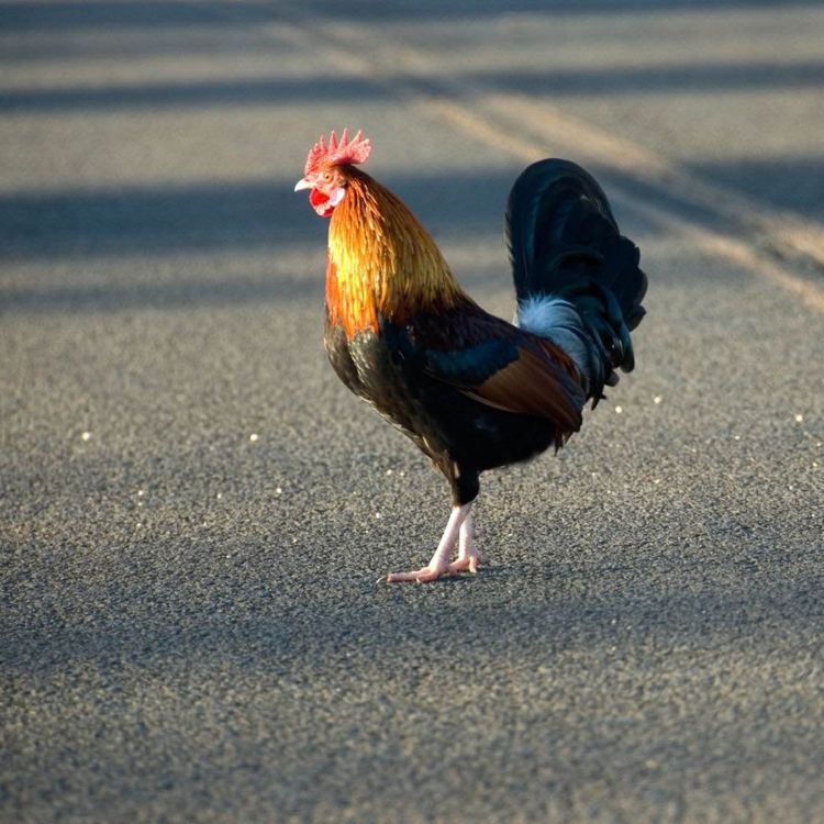 cover art for Crossing the chicken line. Finding courage through self-coaching. With Jenny Sharp