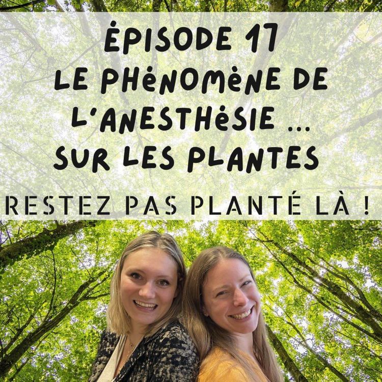 cover art for Le phénomène de l’anesthésie… sur les plantes ! 