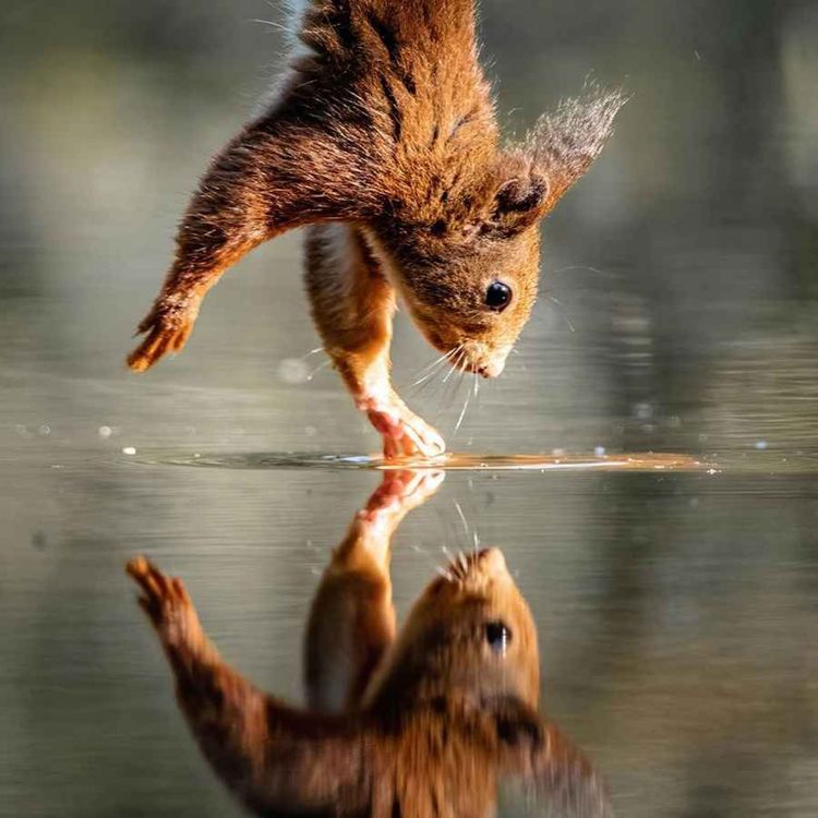 cover art for Reflejos