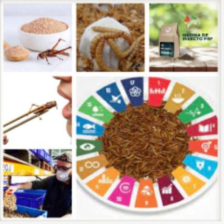 cover art for Harina de Insectos la nueva estafa de la agenda 2030