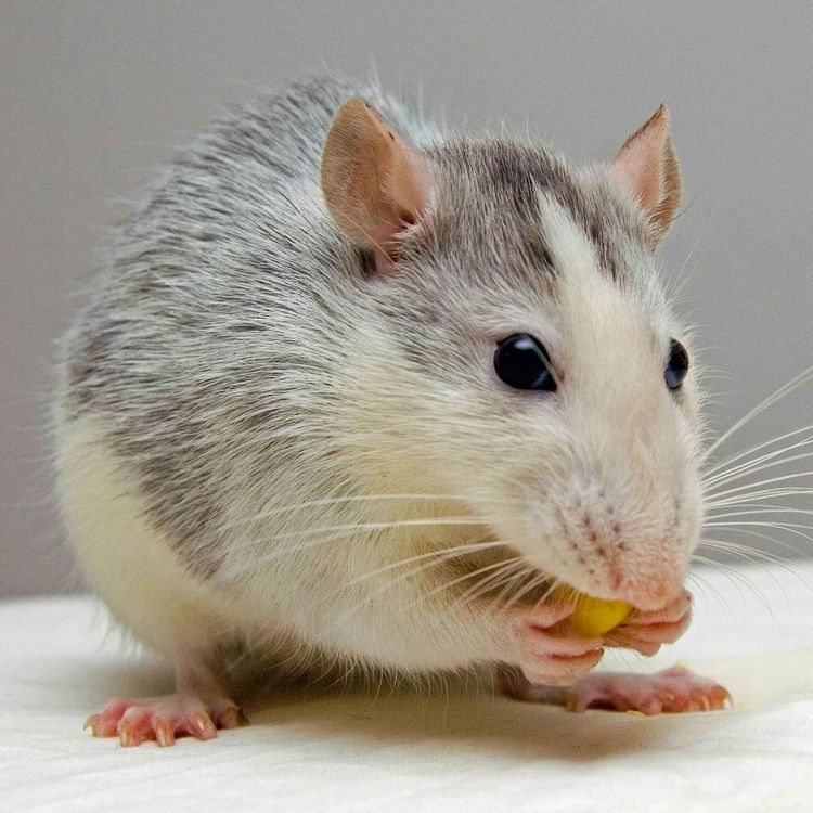 cover art for The Mouse Episode