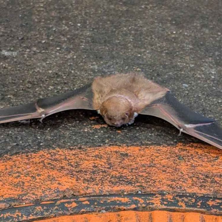 cover art for Bat Plague! Deed Theft! Speeding Cops!