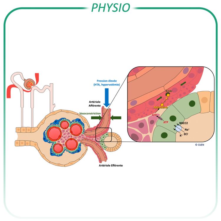 cover art for Rétrocontrôle tubulo-glomérulaire