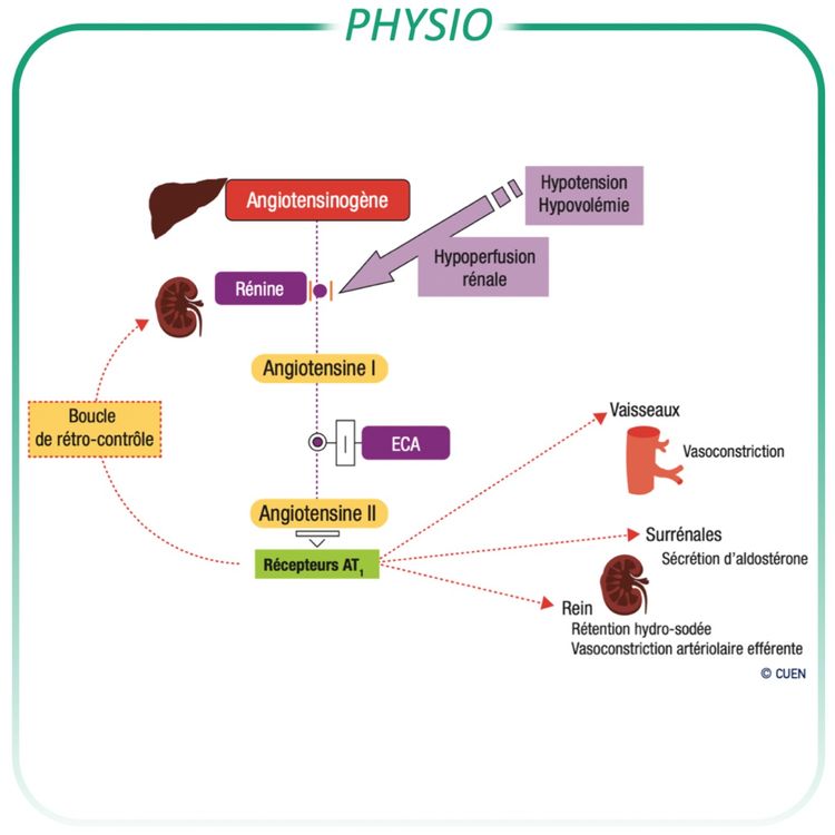 cover art for Système rénine angiotensine aldostérone