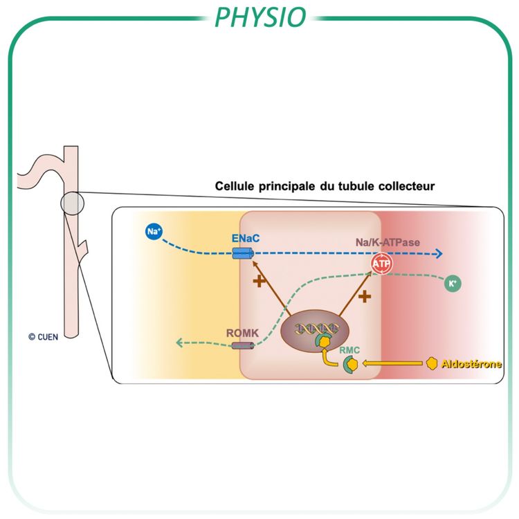 cover art for Sécrétion du potassium