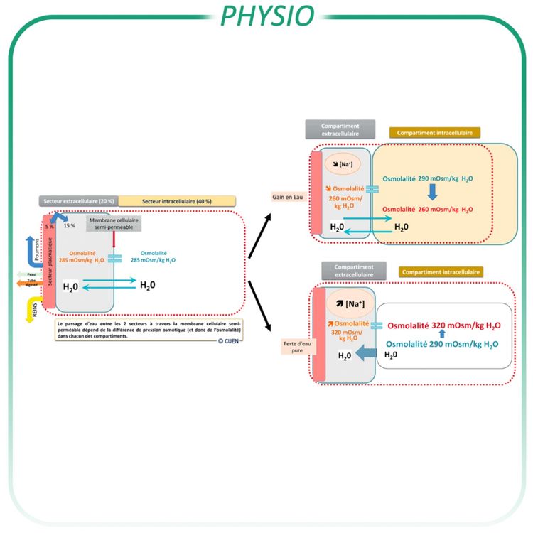 cover art for Concept d'osmolarité