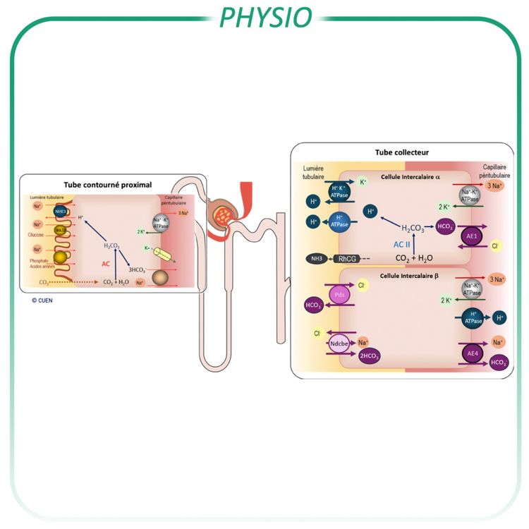 cover art for Rein et équilibre acido-basique