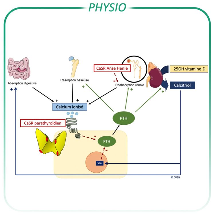 cover art for Régulation de la calcémie