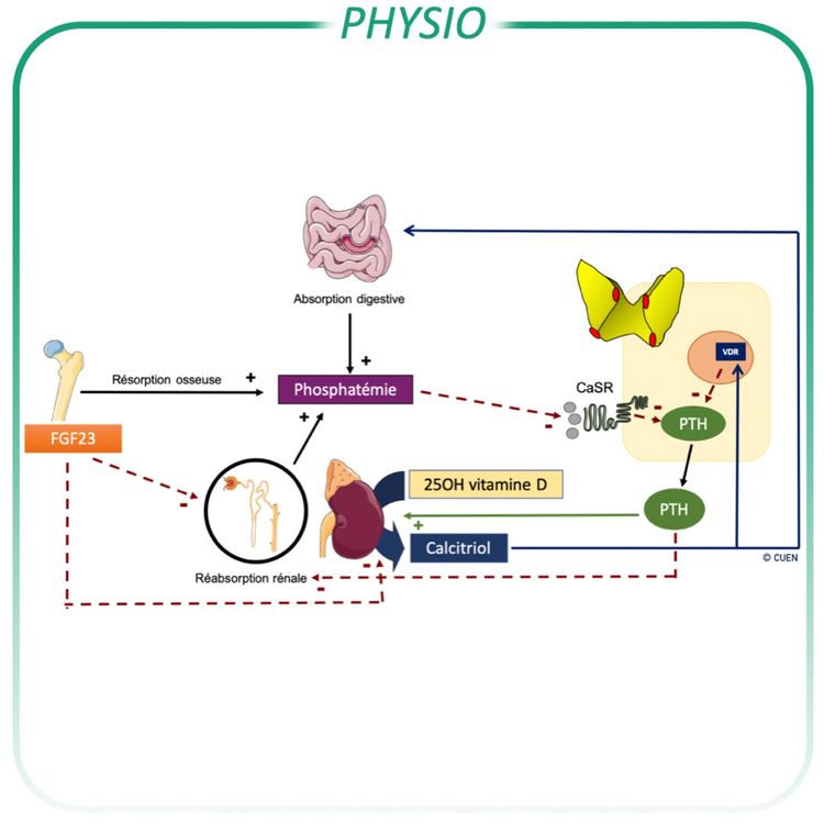 cover art for Régulation de la phosphatémie