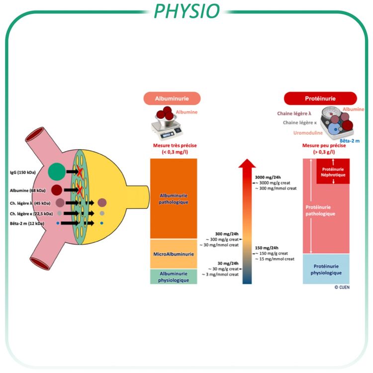 cover art for Protéinurie - Albuminurie