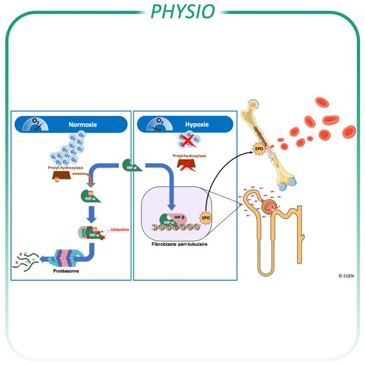 cover art for Régulation de la synthèse d'EPO