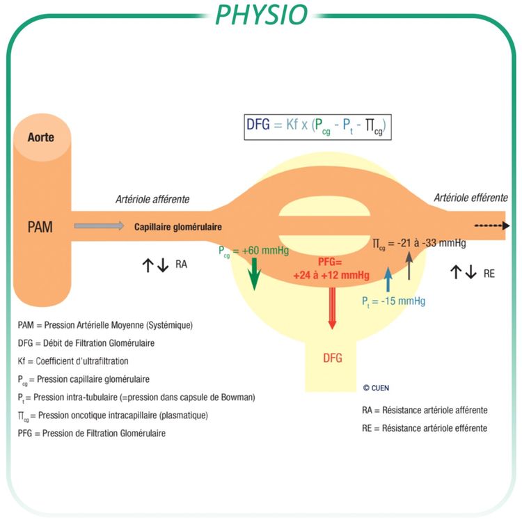 cover art for Filtration glomérulaire