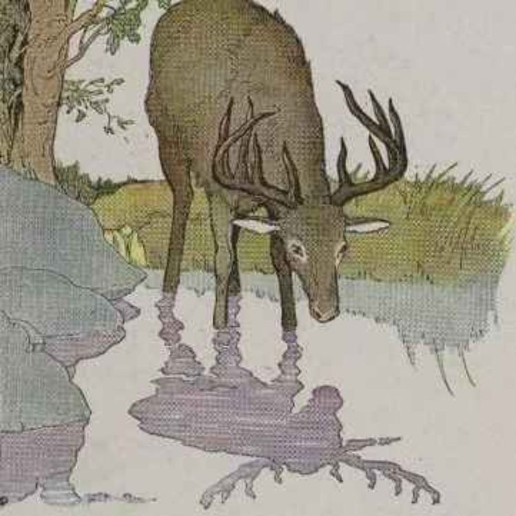 cover art for The Stag and his Reflection - Basic