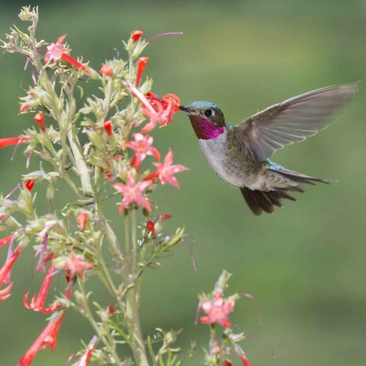 cover art for The Last Hummingbird of Summer by Beth Ann Fennely - Basic 