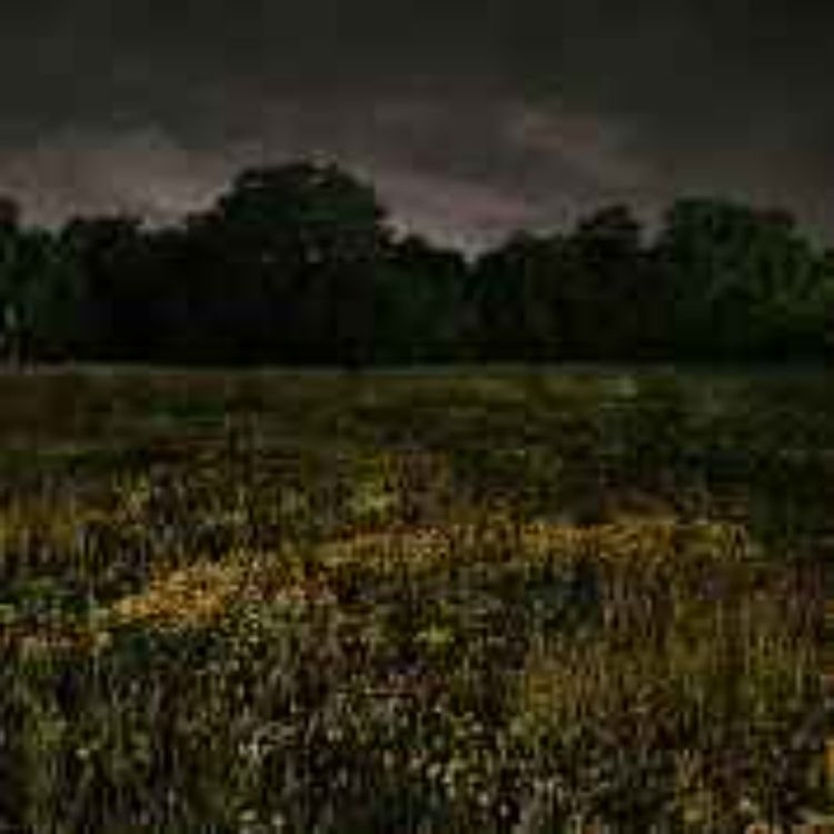 cover art for EP 37: Hiding in the Long Grass