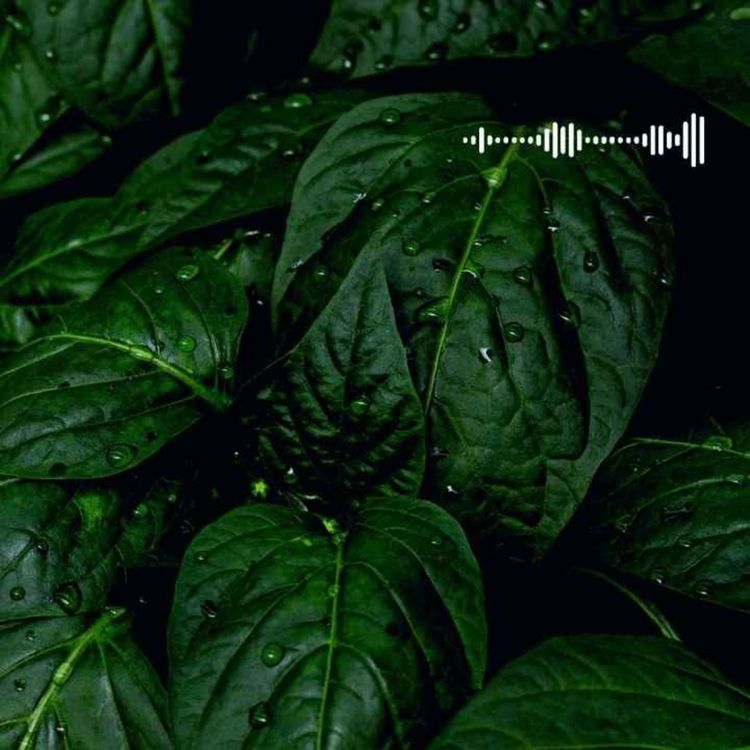 cover art for 28. Ilon chaqishi || Nitshening Zardushti