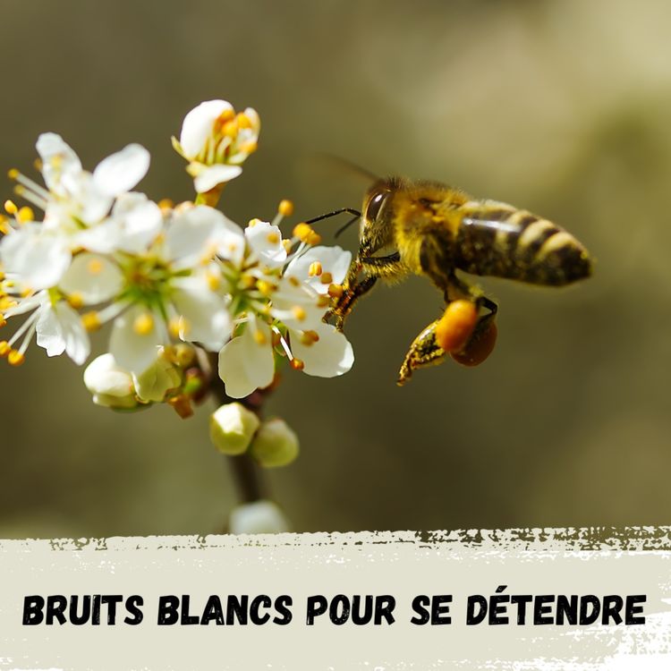 cover art for 2h - Abeilles et oiseaux / 2h - Bees and birds