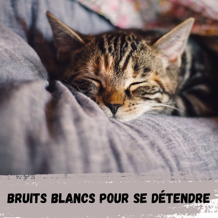 cover art for 2h - Ronronnements de chat / 2h - Purring cat