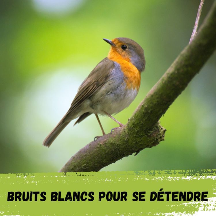 cover art for 2h - Oiseaux dans la forêt / 2h - Birds in the forest