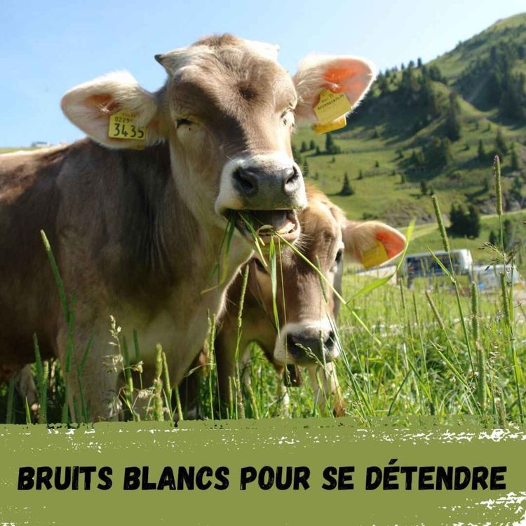 cover art for 2h - Alpage avec cloches de vaches / 2h - Alpine pasture with cowbells
