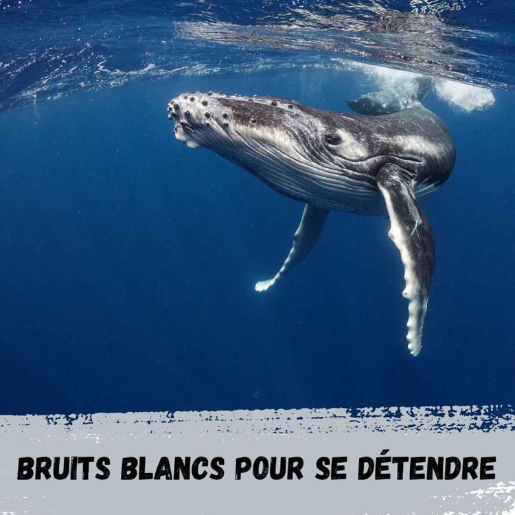 cover art for 2h - Ambiance sous-marine avec baleines / 2h - Underwater atmosphere with whales