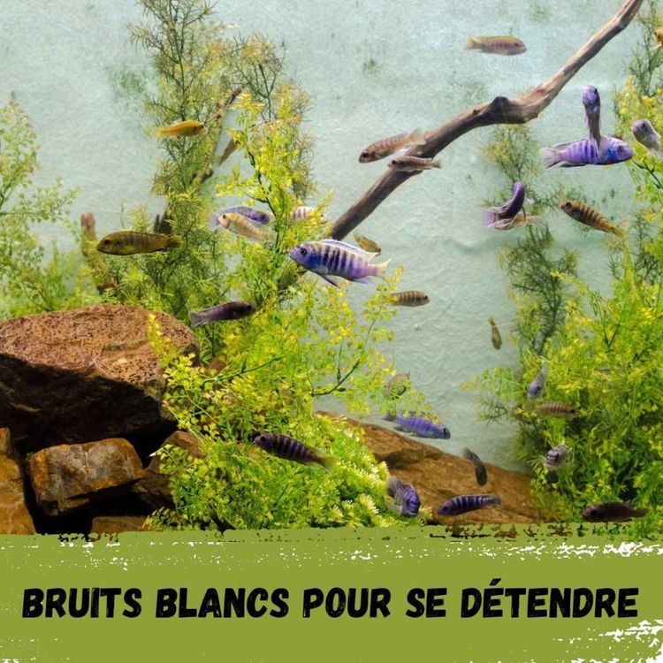 cover art for  2h - Aquarium / Aquarium