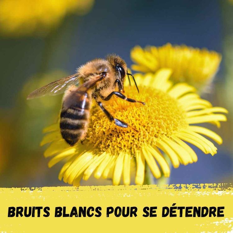 cover art for 2h - Bourdonnement d'abeilles / 2h - Buzzing of bees