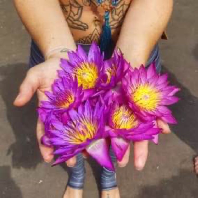 cover art for Au coeur du Lotus