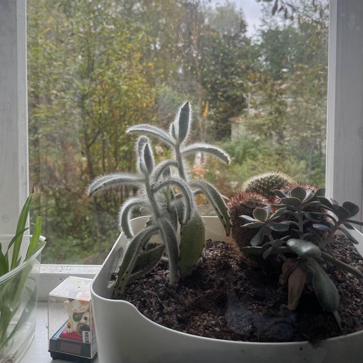 cover art for Having a social practice – with Andrew Gryf Paterson