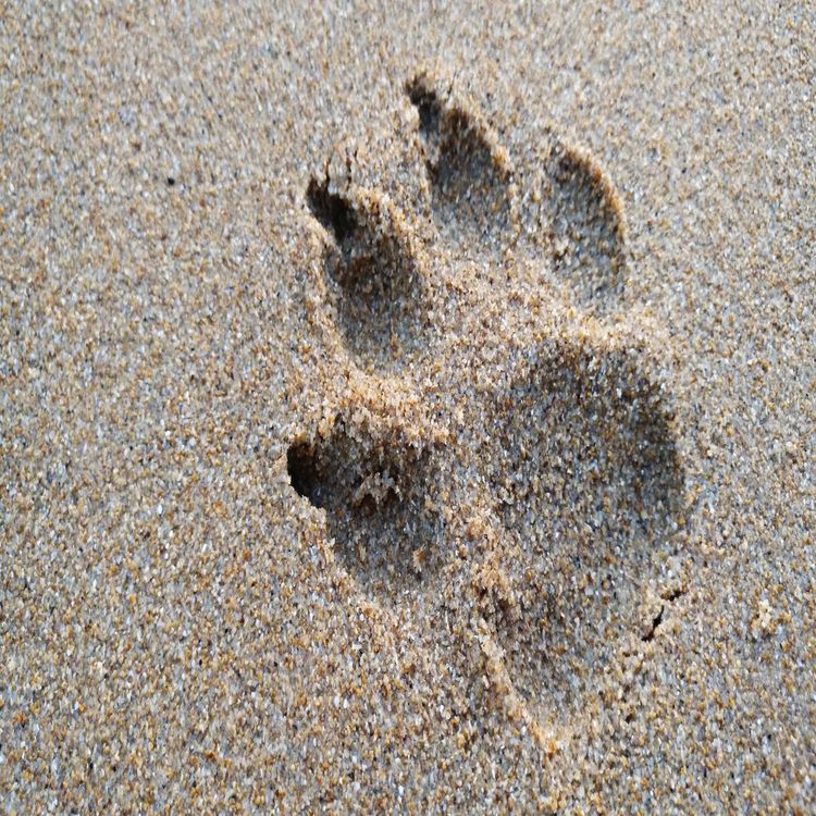 cover art for THERIANS Y SUS PROTOTIPOS