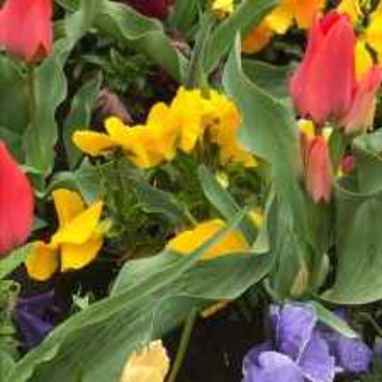 cover art for 4. a. ¡Ya estamos!