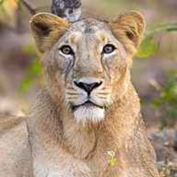 cover art for 10. a. La leona austro-germana aprende español