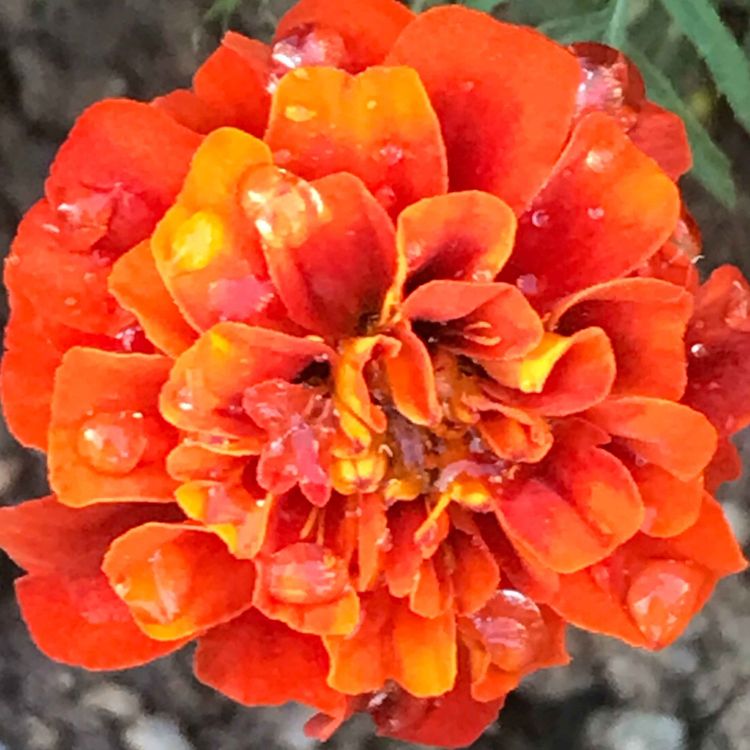 cover art for 13. c. Ejercicio 1